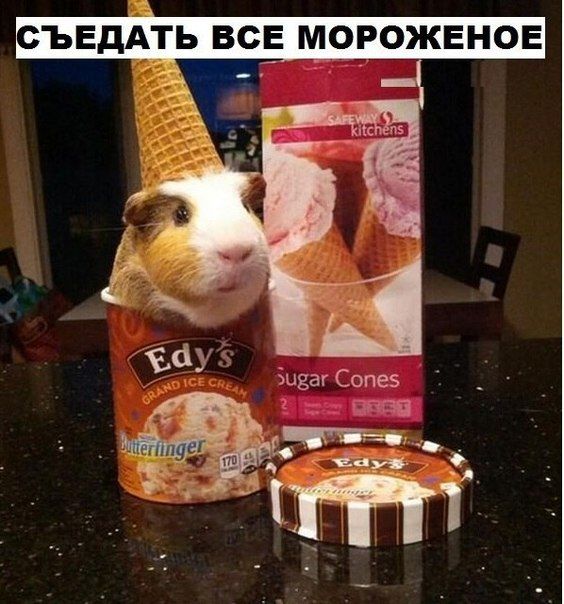 Морская свинка - не только милый, но и полезный домашний питомец