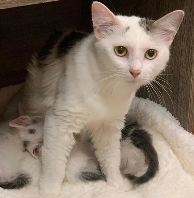 Кошка кормит котят Кошка и котята