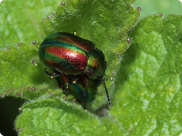   (. Chrysolina cerealis)