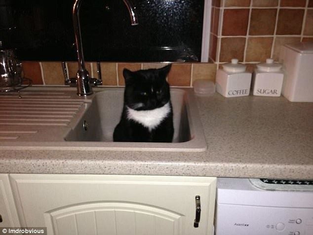 Кошки, которые гуляют сами по себе
