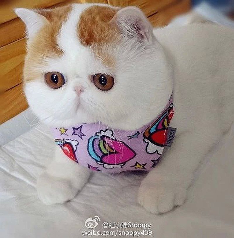Кот Снупи бейб и его гардероб Снупи кот породы short hair exotic