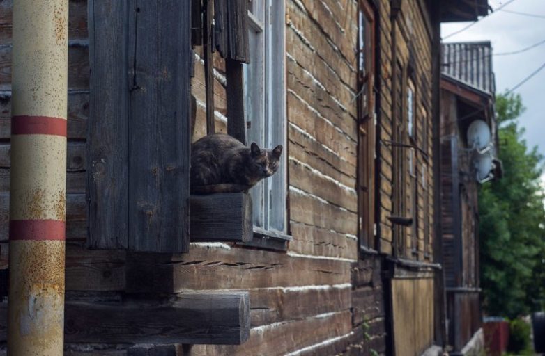 Колоритные уличные коты