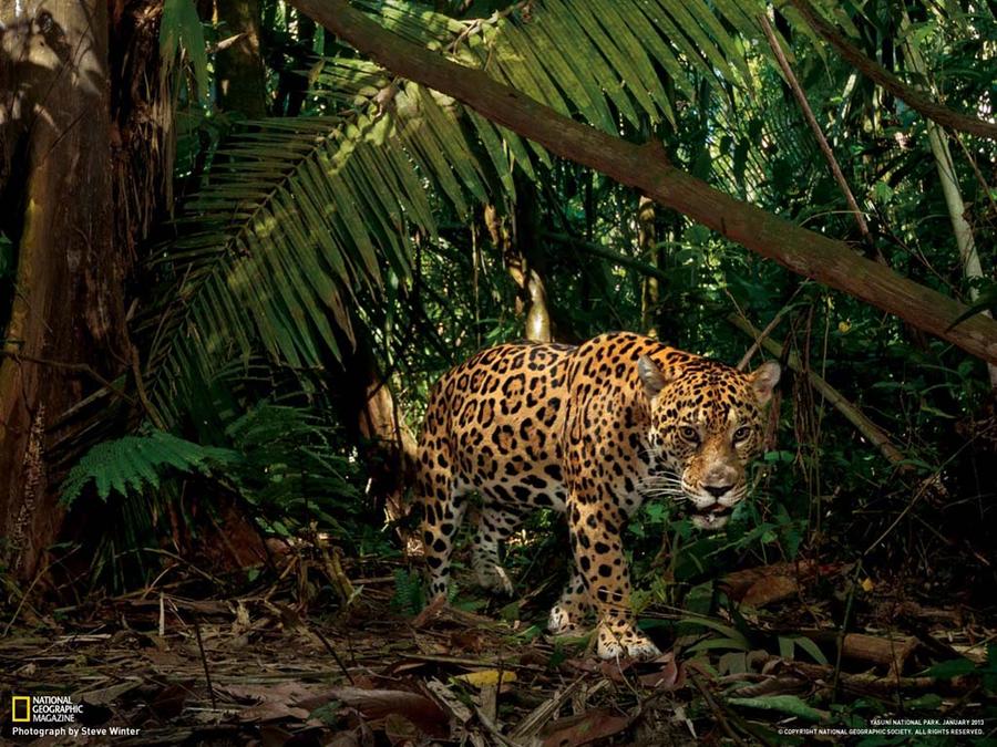 ещё одна подборка фотографий от National Geographic ещё одна подборка фотографий от National Geographic