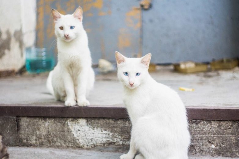 Колоритные уличные коты