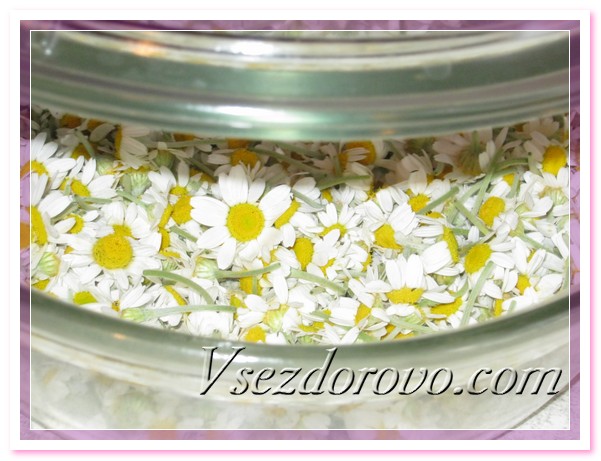 Для приготовления дома гидролата ромашки необходимо собрать полностью раскрытые цветы