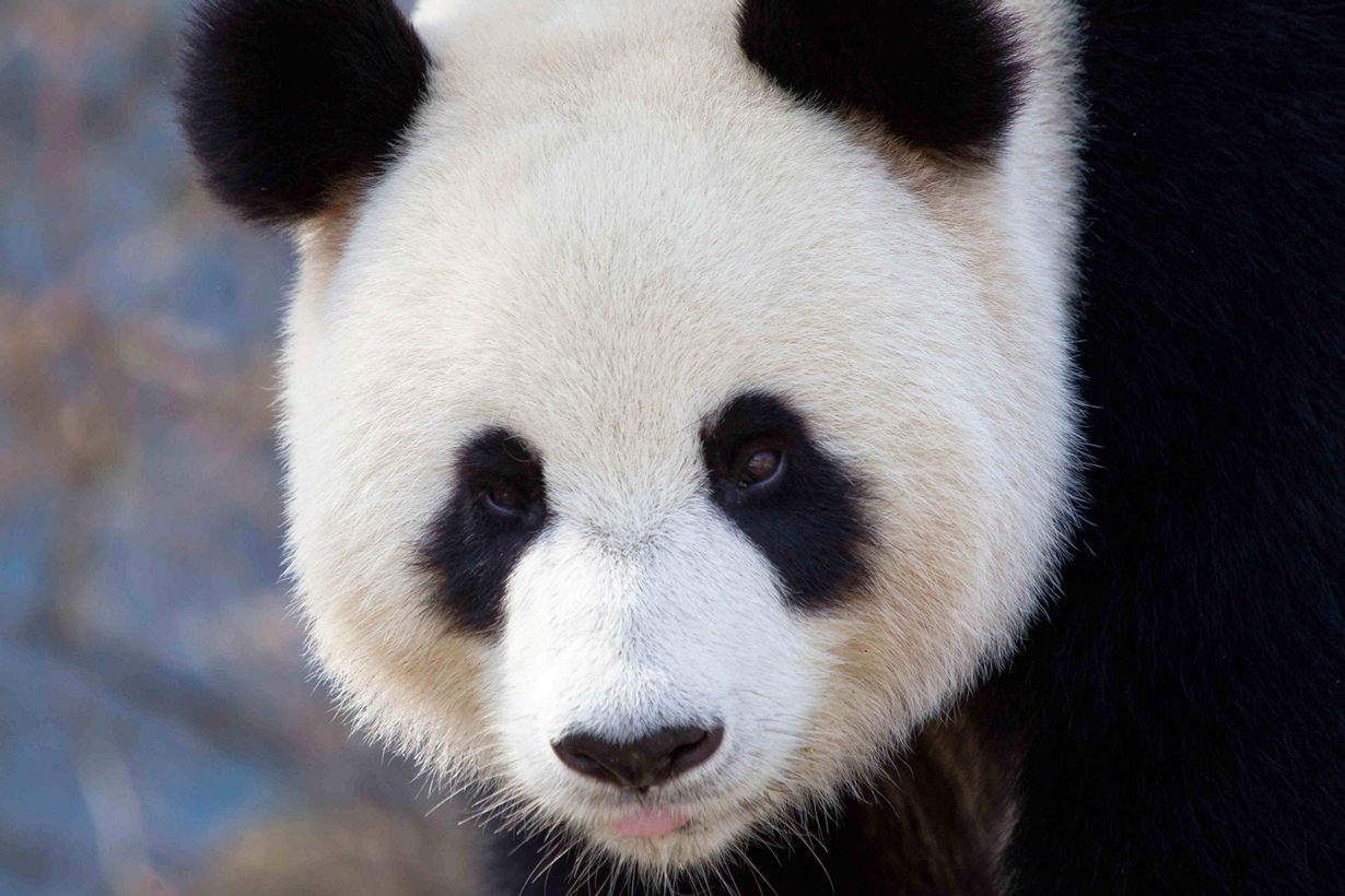 Большая панда. Ареал обитания: Китай, Тибет. (Ben Houdijk)