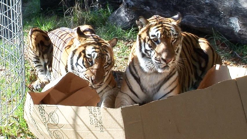 bigcatsinboxes02 Большие котики тоже любят коробки