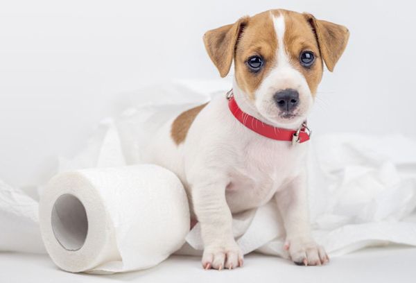 щенок и туалетная бумага