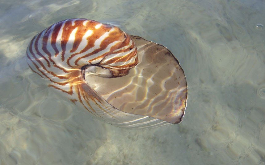 Explore coral reefs 23 Коралловые рифы в фотографиях