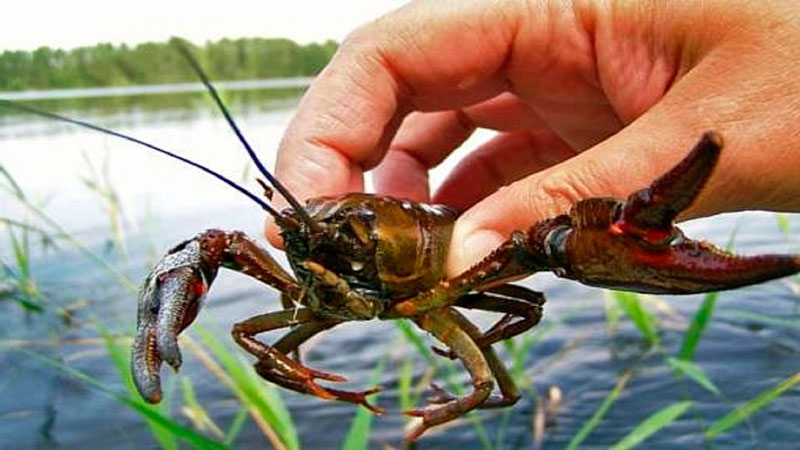 Кошка часто стала пропадать у реки, во время карантина