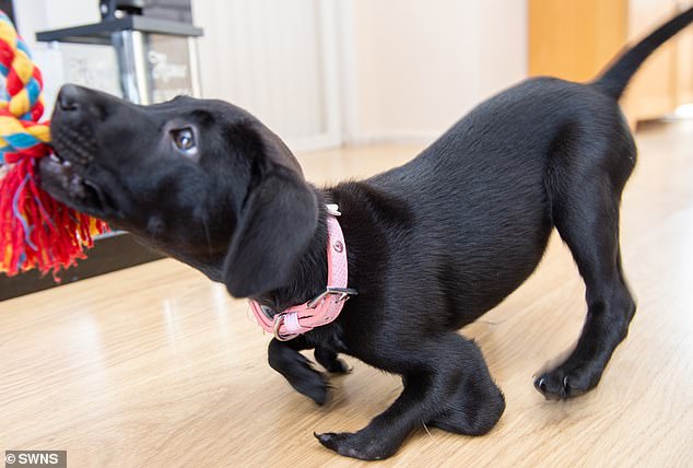 The cute puppy was named after a kangaroo because she hops around on her back paws due to her reduced mobility