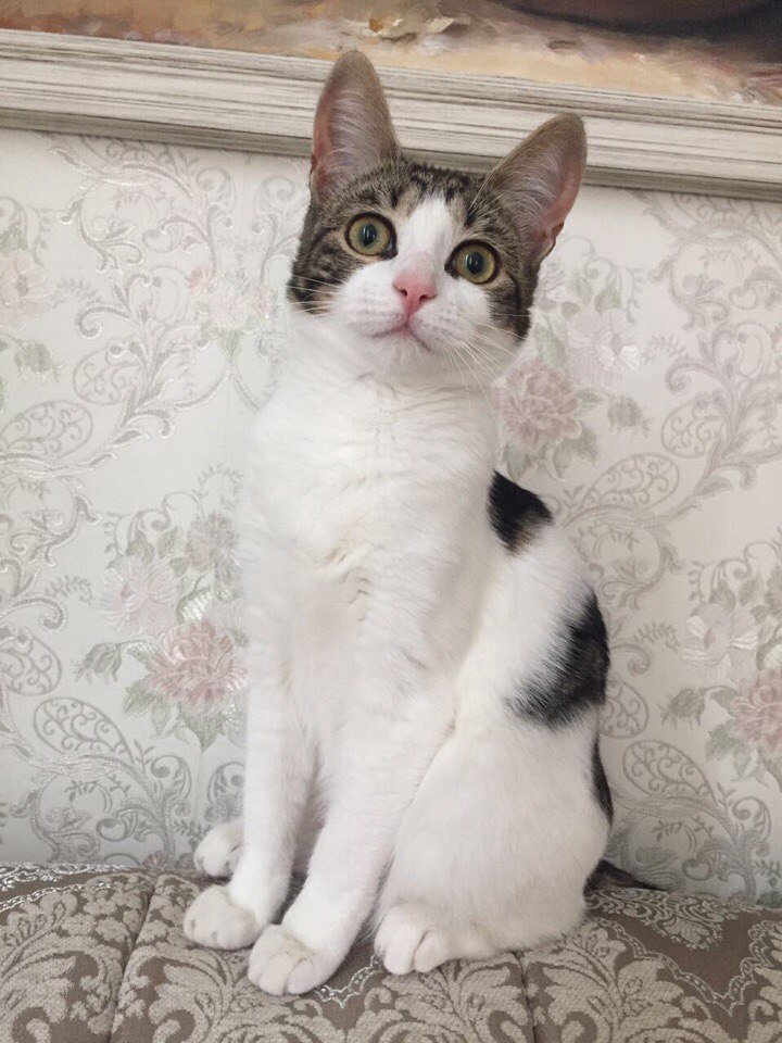 Я-то знаю, ну просто чувствую, что я - кошка необычная! Я-то знаю, ну просто чувствую, что я - кошка необычная!