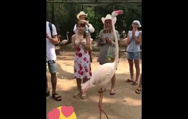 Фламинго с кавказскими корнями Фламинго с кавказскими корнями