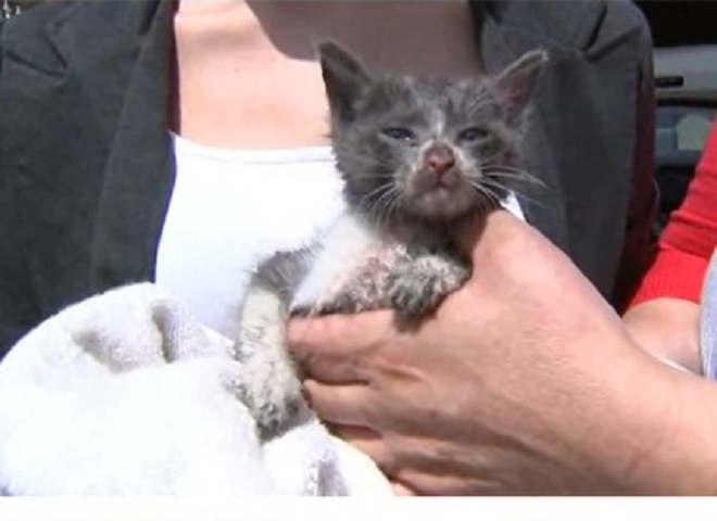 Котенок плачет Котенок в руках