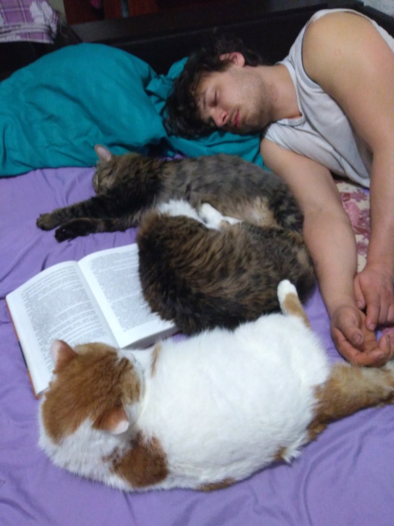 коты