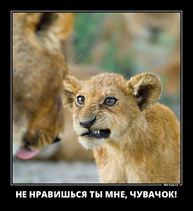 Позитивные летние демотиваторы о жизни Позитивные летние демотиваторы о жизни