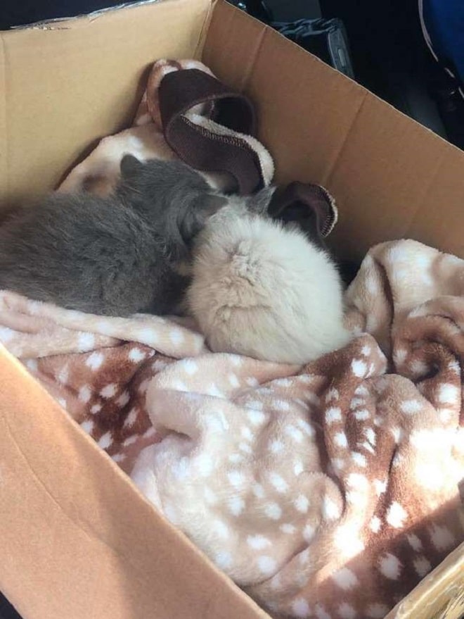 Котята уснули Котята спят