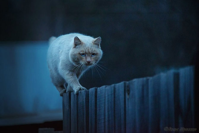 30 лучших снимков National Geographic за год