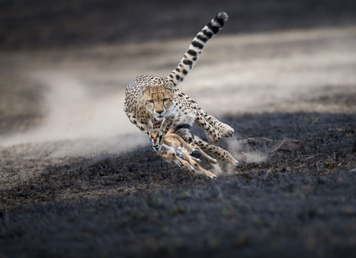 Потрясающие фотографии от National Geographic в 2018 году