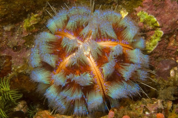 Иглоподушечный морской еж или  огненный еж  (Asthenosoma varium) (англ. Fire Urchin)