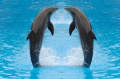 Сегодня отмечается Всемирный день китов и дельфинов