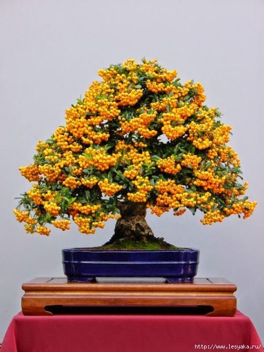 3925073_tree61 (525x700, 182Kb)