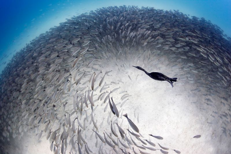 Фотоприкол недели