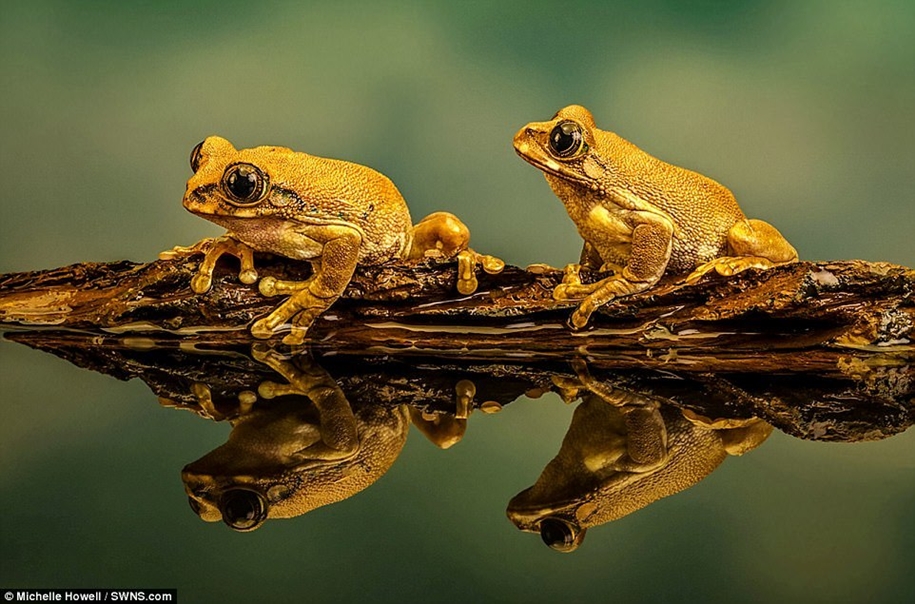 Победители конкурса фотографий животных Creatures Great and Small Победители конкурса фотографий животных Creatures Great and Small