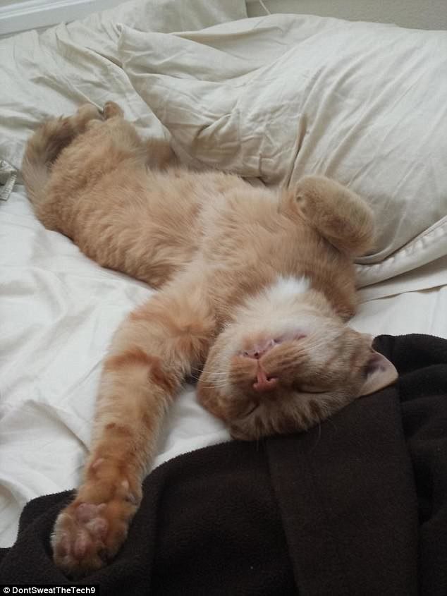 Кошки, которые гуляют сами по себе