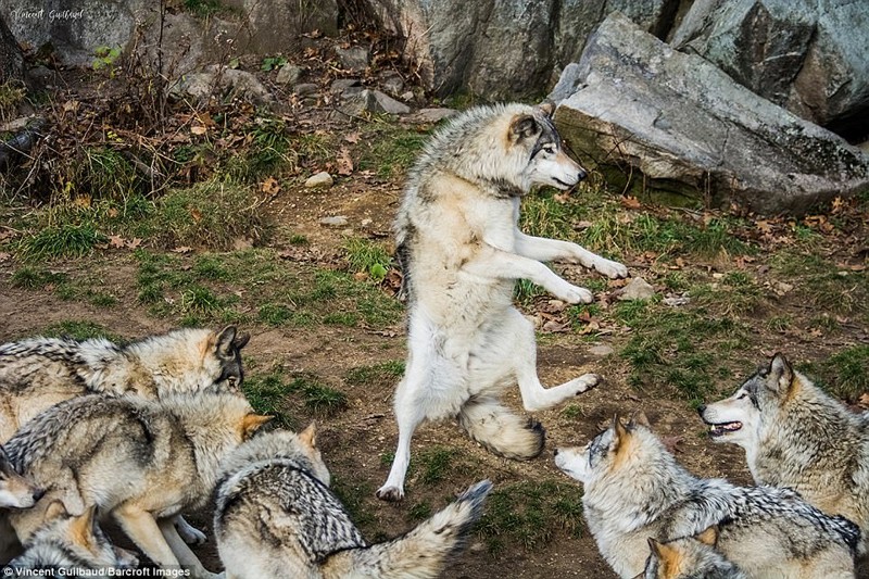 "Танец волка", автор: Винсент Гильбо, Канада животные, конкурс, мир, работа, смех, фотография, юмор