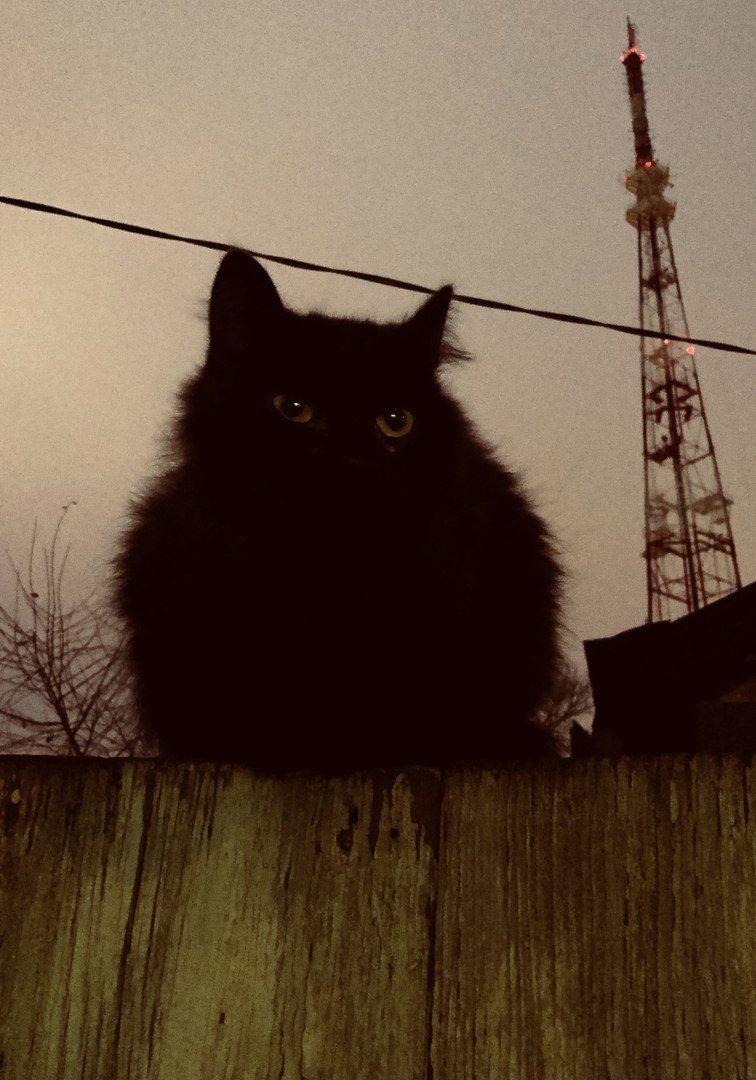 Колоритные уличные коты