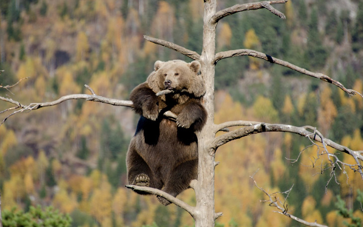 Медведица забралась на вершину дерева, чтобы вздремнуть и насладиться пейзажем