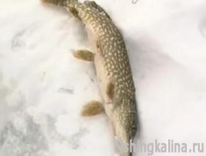 Зимняя щука