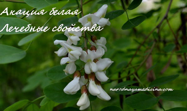 белая акация лечебные свойства