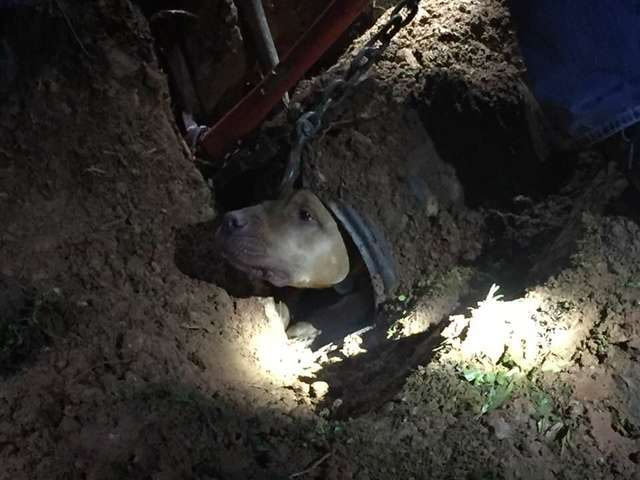 помощь собаке собака застряла