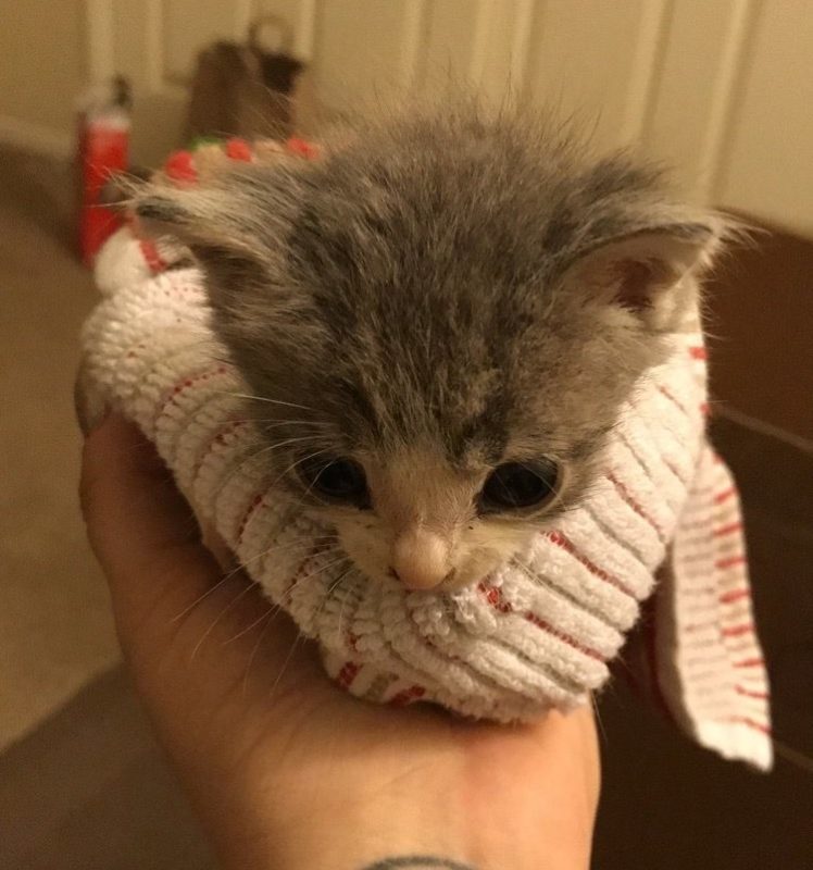 http://goodnewsanimal.ru/_nw/70/21305685.jpg