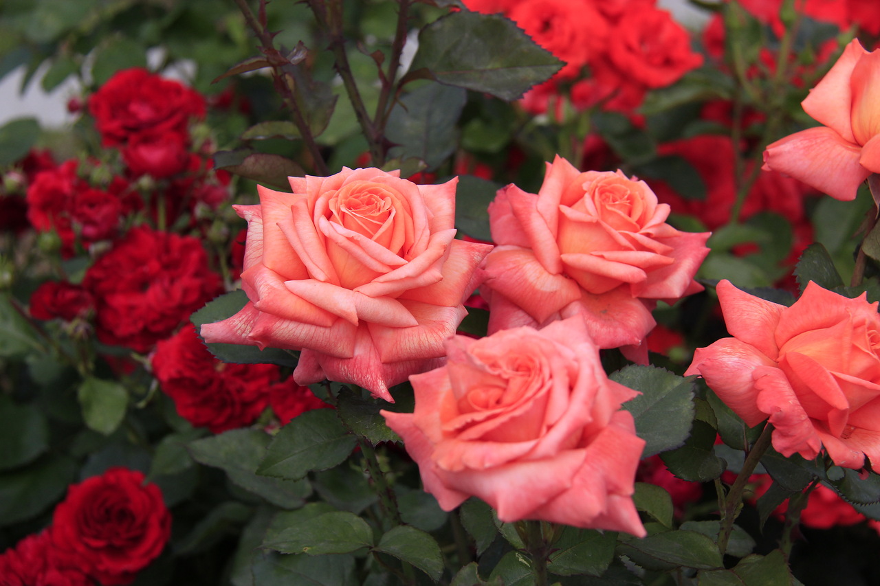 Красивые розы в огороде