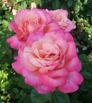 чикаго пис (358x400, 60Kb)