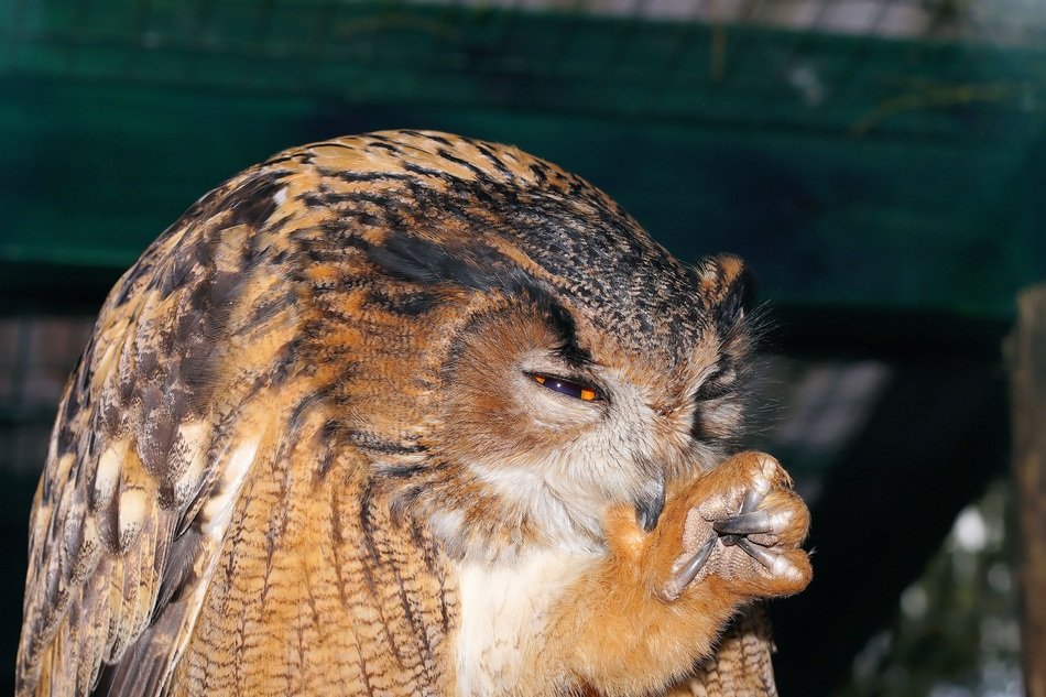 Просто кто-то слишком много ест: в Англии нашли аномально толстую сову