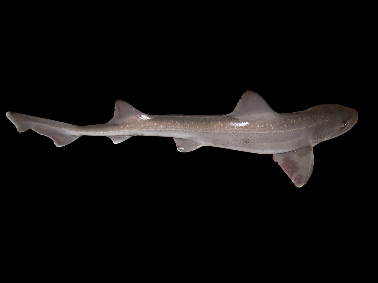 Mustelus_asterias (Копировать)