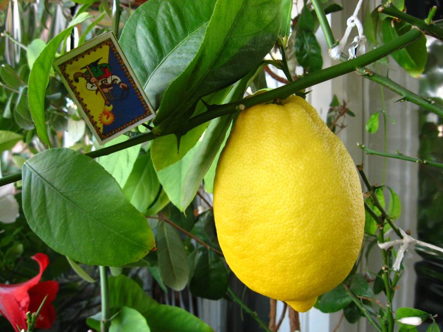   : ,   .    "limon-mandarin" - 1727772