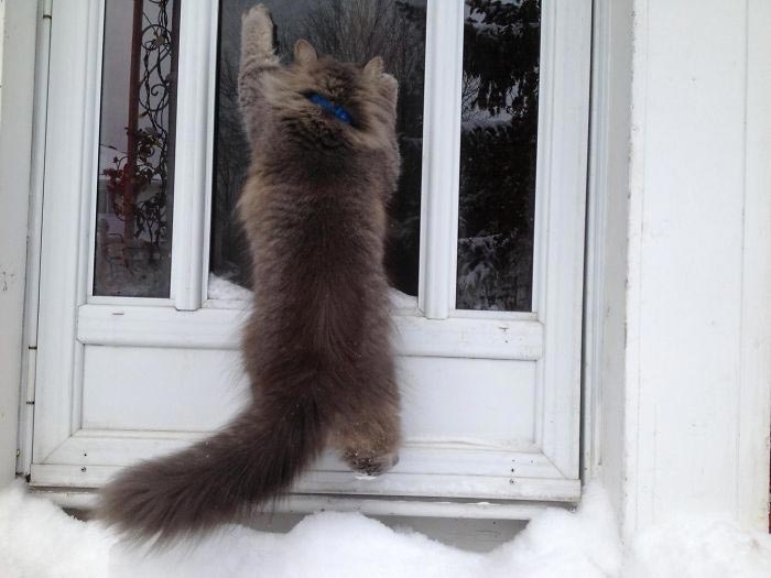 животные впервые увидели снег, реакция животных на первый снег 