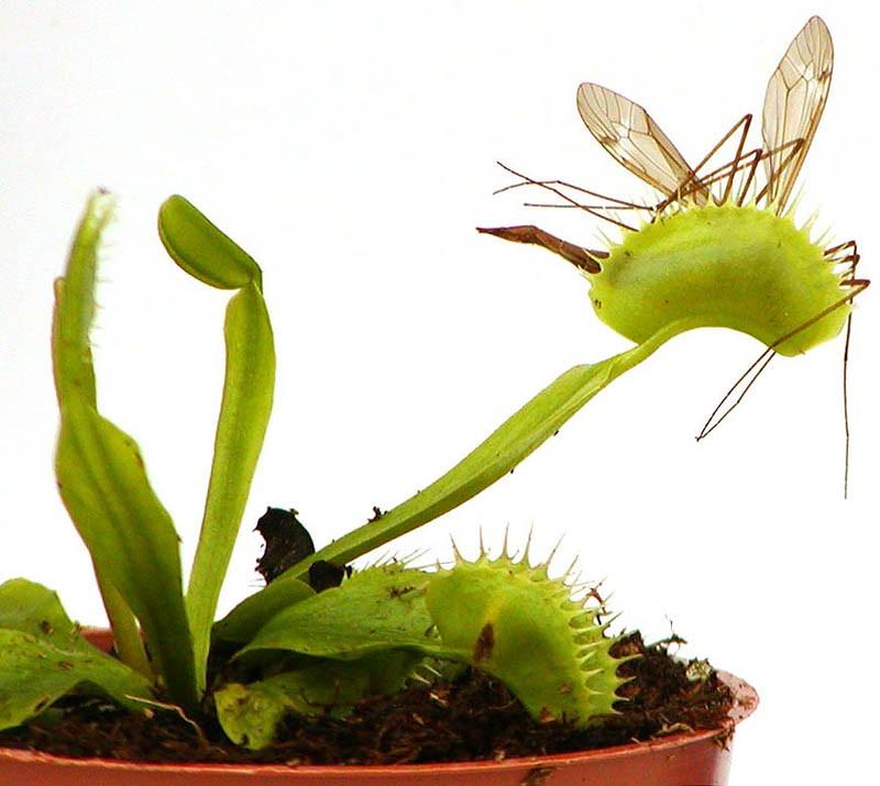 creepyplants33 Самые жуткие растения