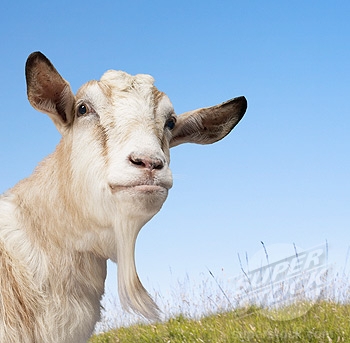 ОТВЕРЖЕНИЕ И ПРЕЗРЕНИЕ БОГА СЕГОДНЯ ОТВЕРЖЕНИЕ И ПРЕЗРЕНИЕ БОГА СЕГОДНЯ