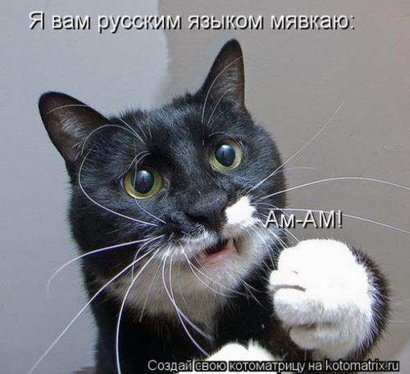 Котоматрицы (картинки с надписями)