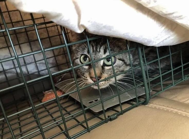 кошка защищала котят кошка в клетке