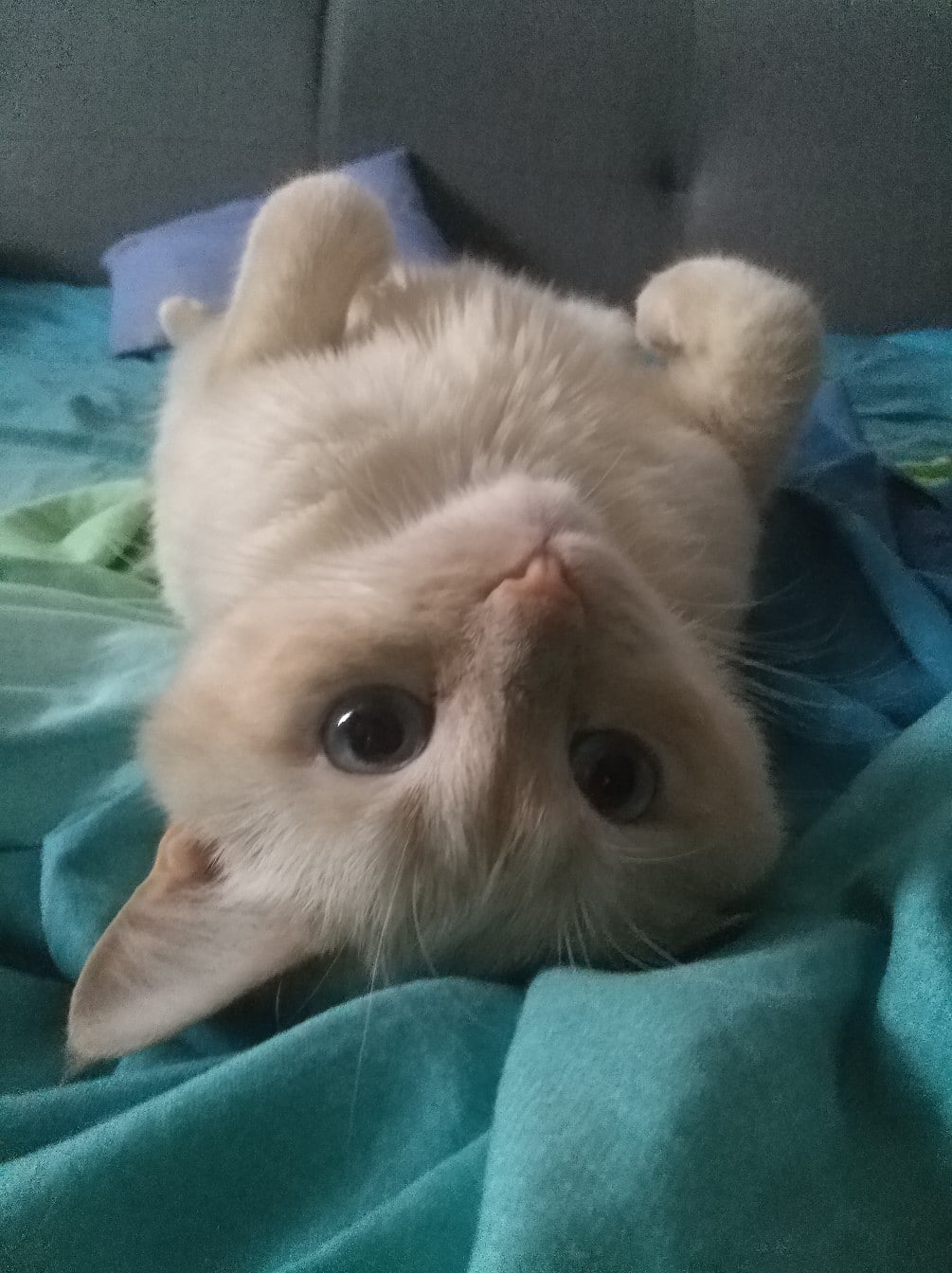кот нашел дом кот на кровати