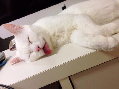 Кошачье лето