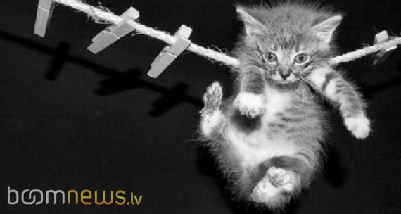 Чудесные малыши! - foto 8