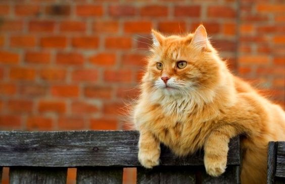 лечение лишая у кошек рыжий кот на заборе